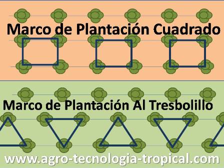 Los marcos de plantacion cuadrados y al tresbolillo